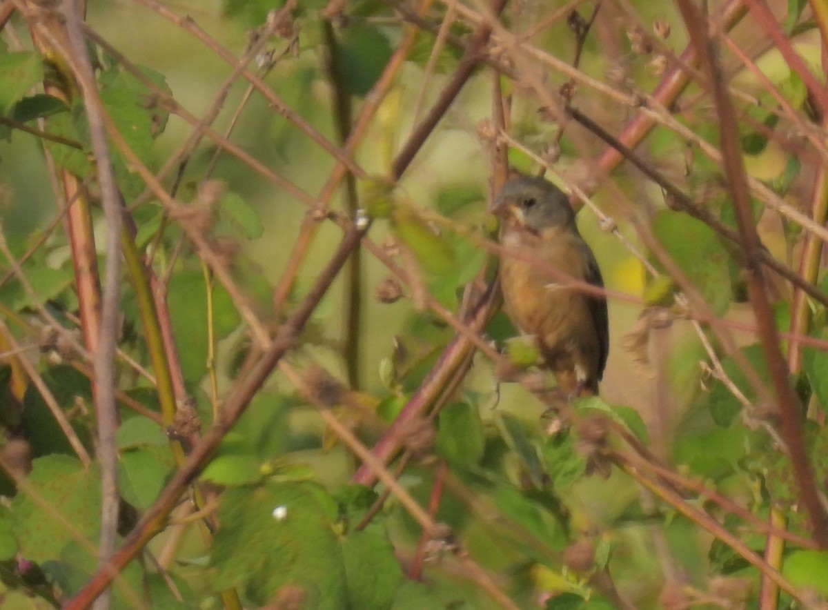 Sporophila sp. - ML646669271