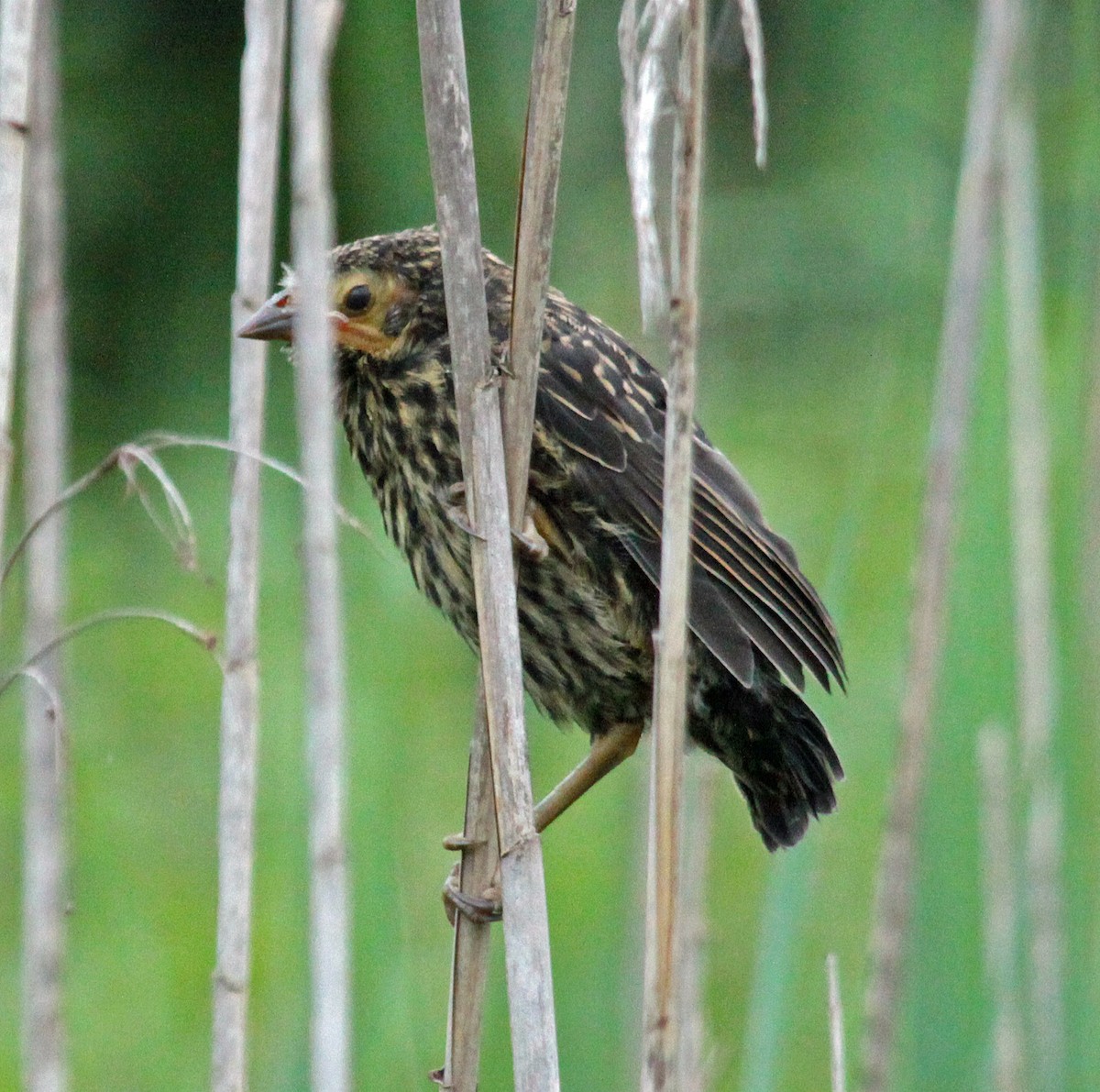 Red-winged Blackbird - ML646669272