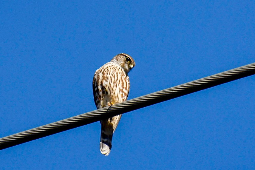 Merlin - ML646669273