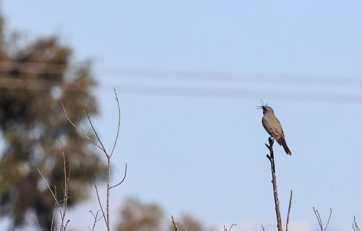 Cassin's Kingbird - ML646669276