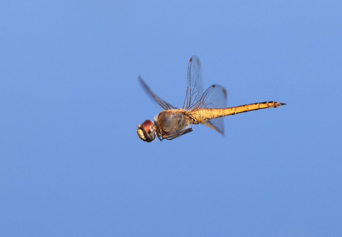 薄翅蜻蜓 - ML646669278