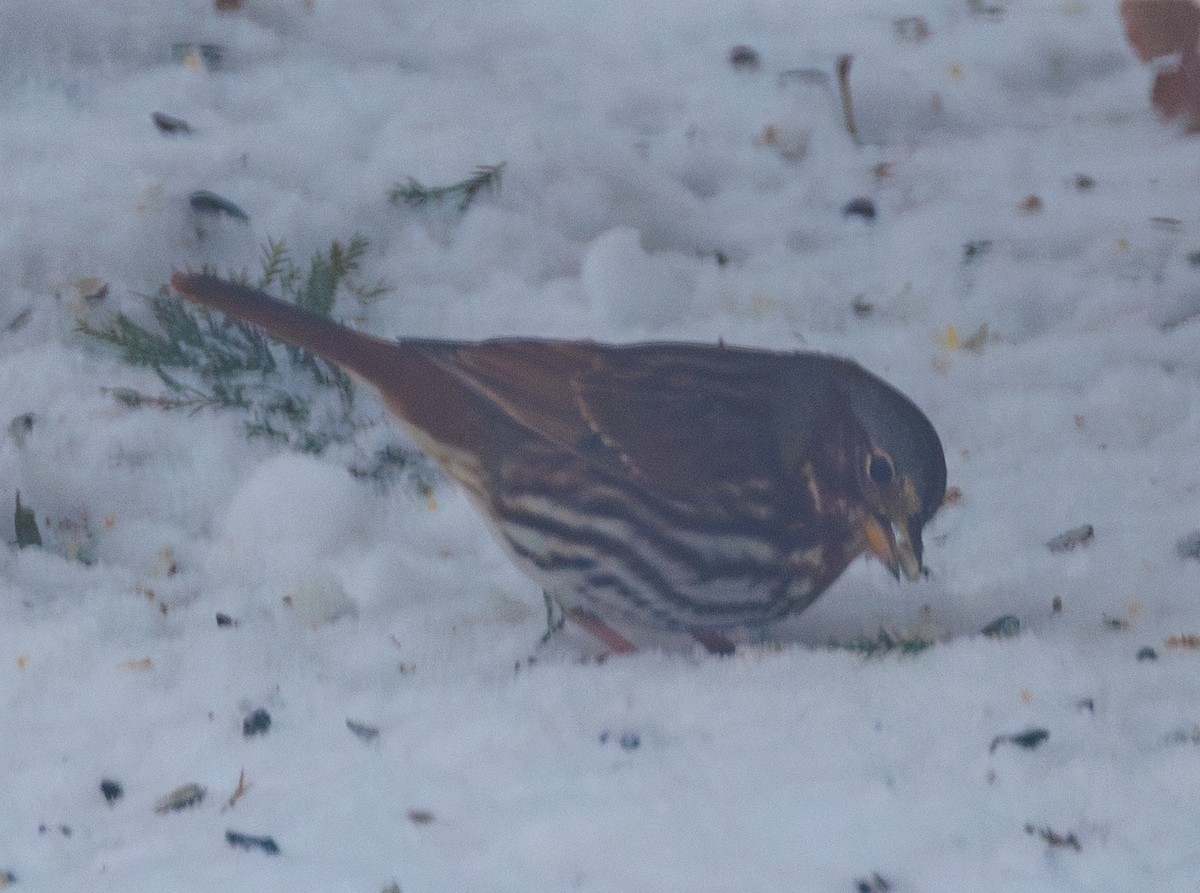 ゴマフスズメ - ML646669279