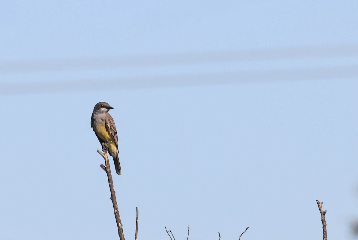 Cassin's Kingbird - ML646669280
