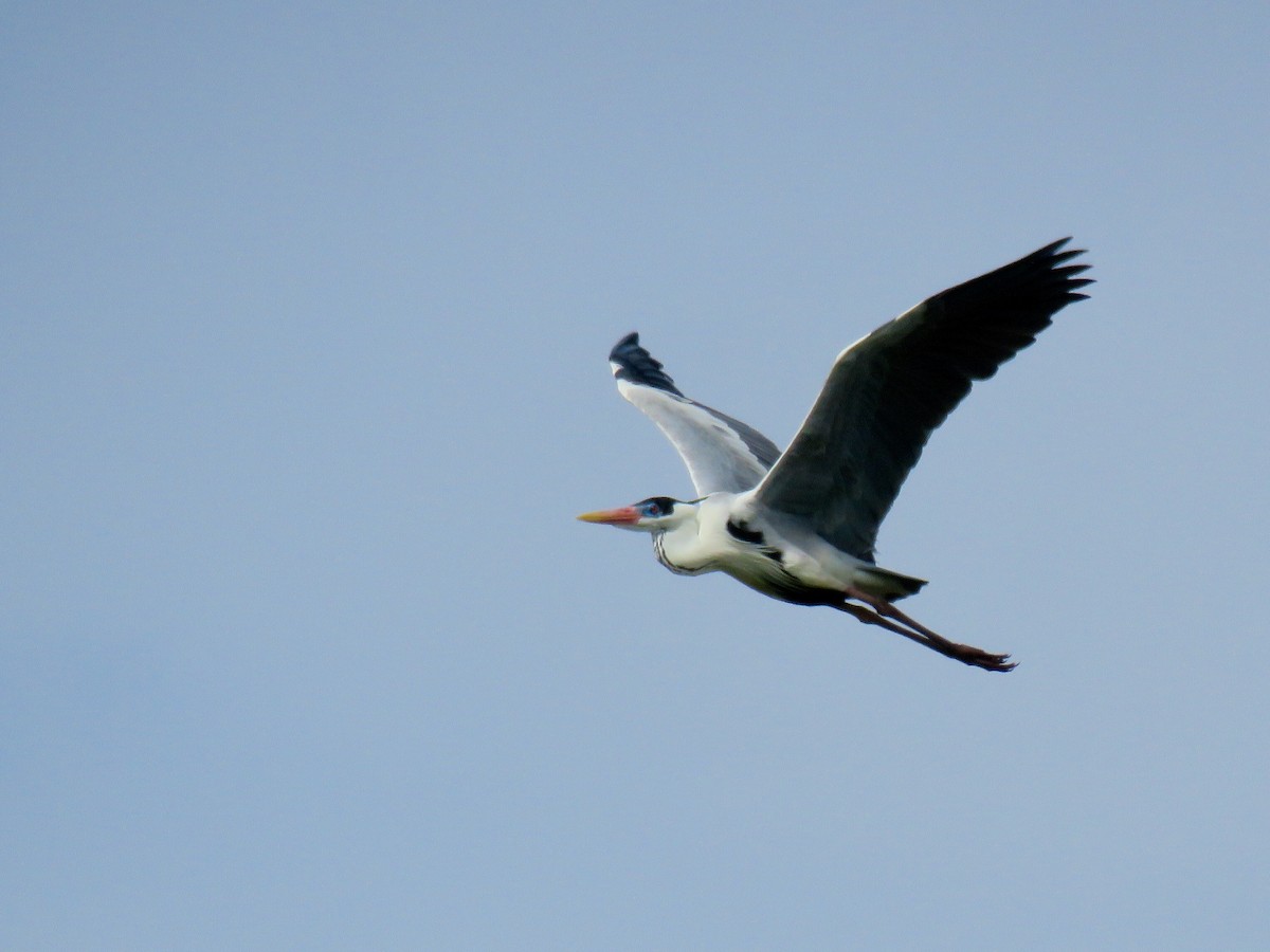 Чапля-кокої - ML646669282