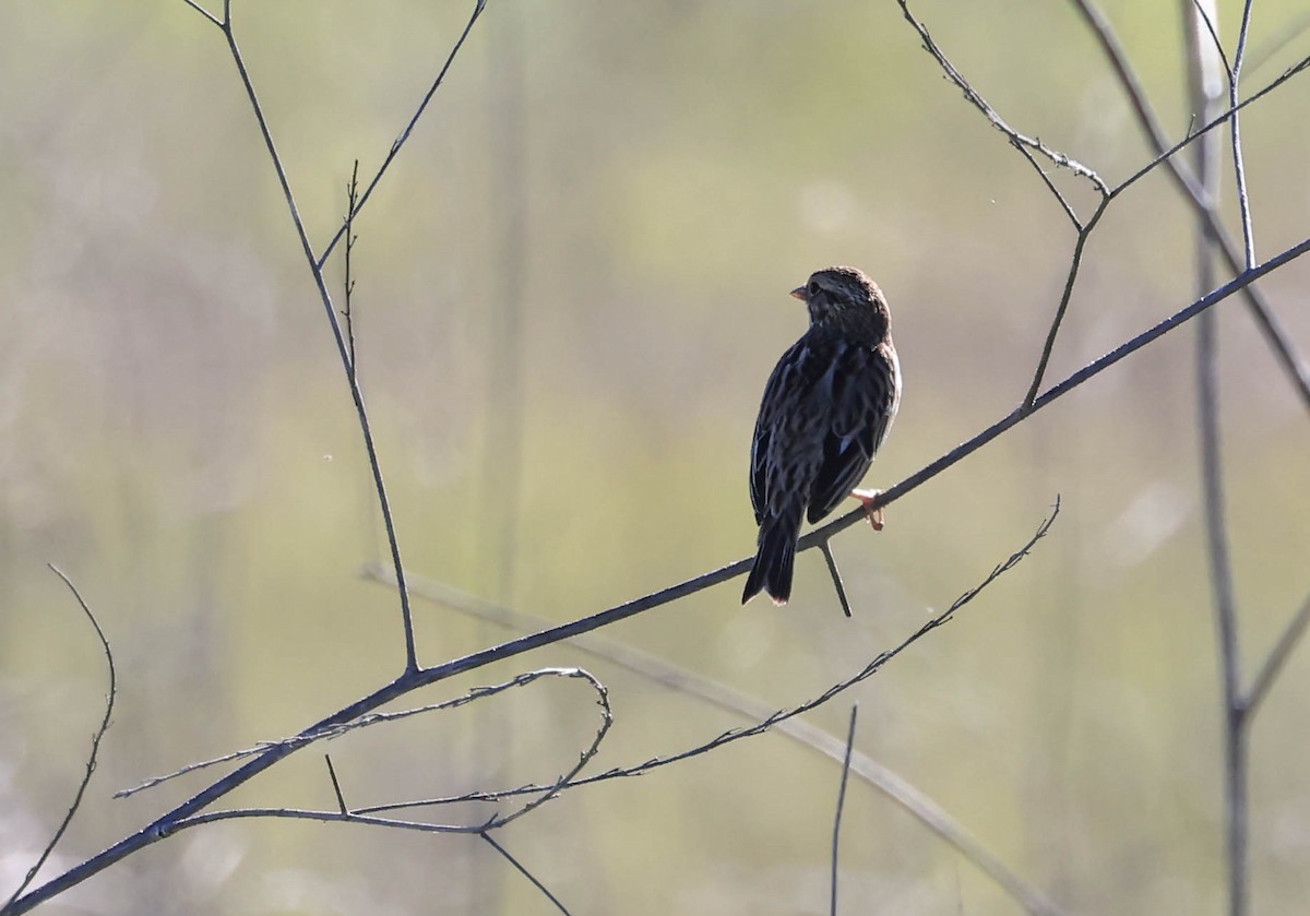 稀樹草鵐 - ML646669283