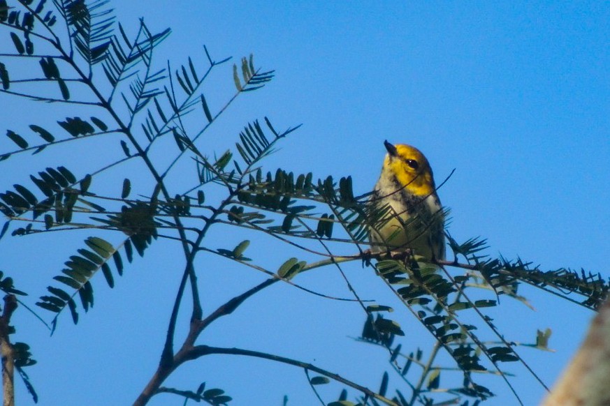 Black-throated Green Warbler - ML646669284