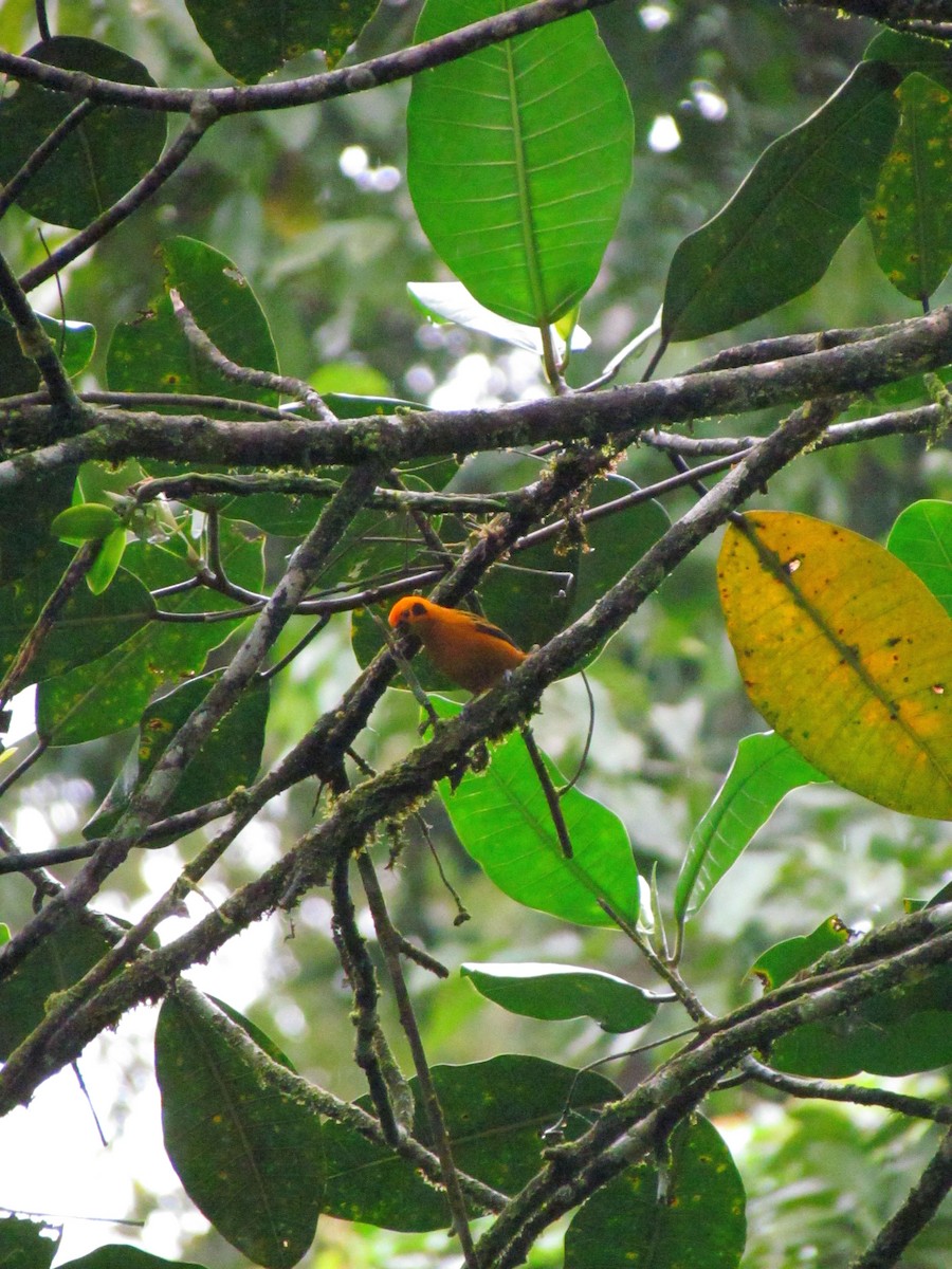 Golden Tanager - ML646669285