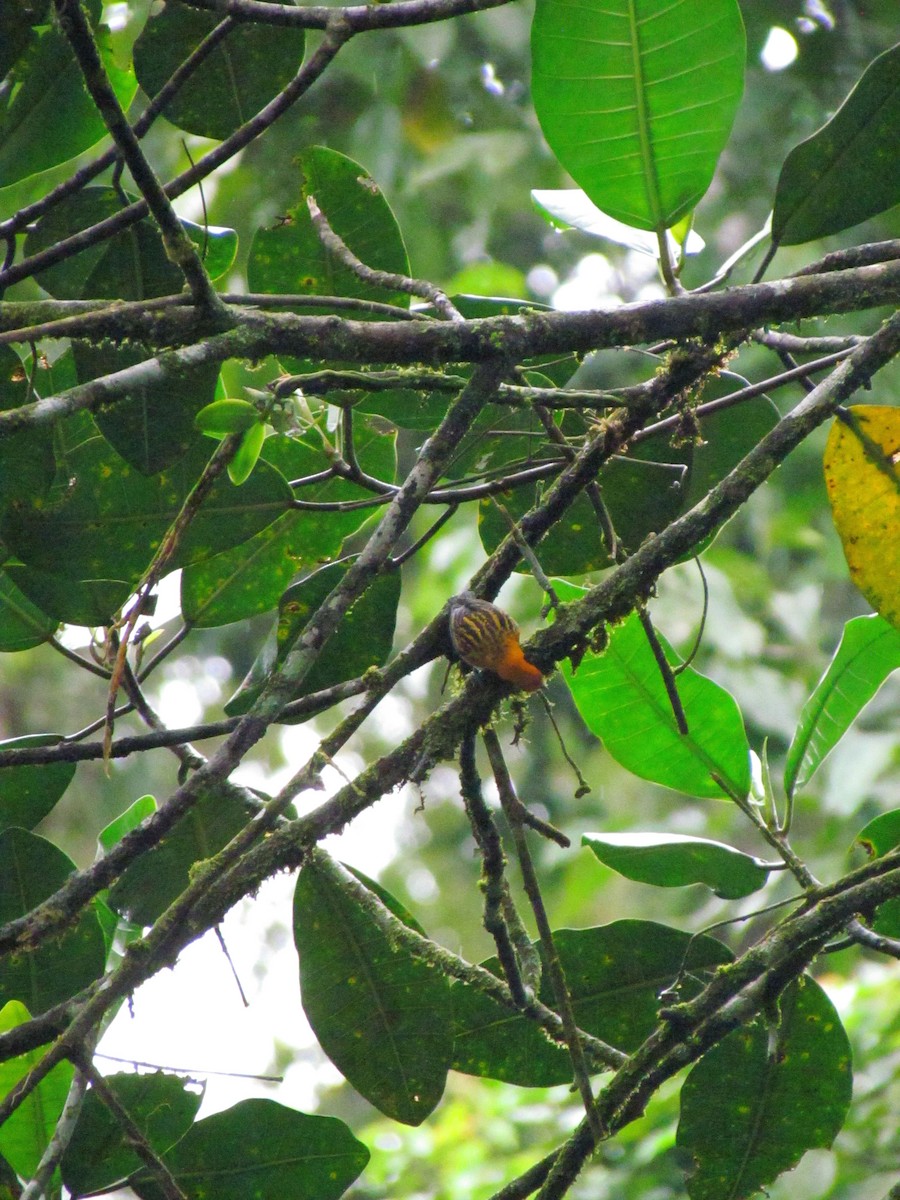 Golden Tanager - ML646669286