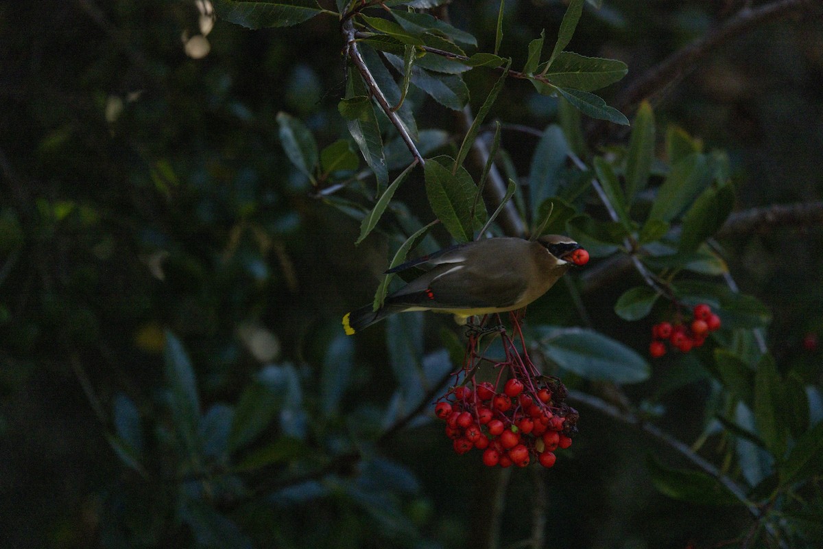 Cedar Waxwing - ML646669287