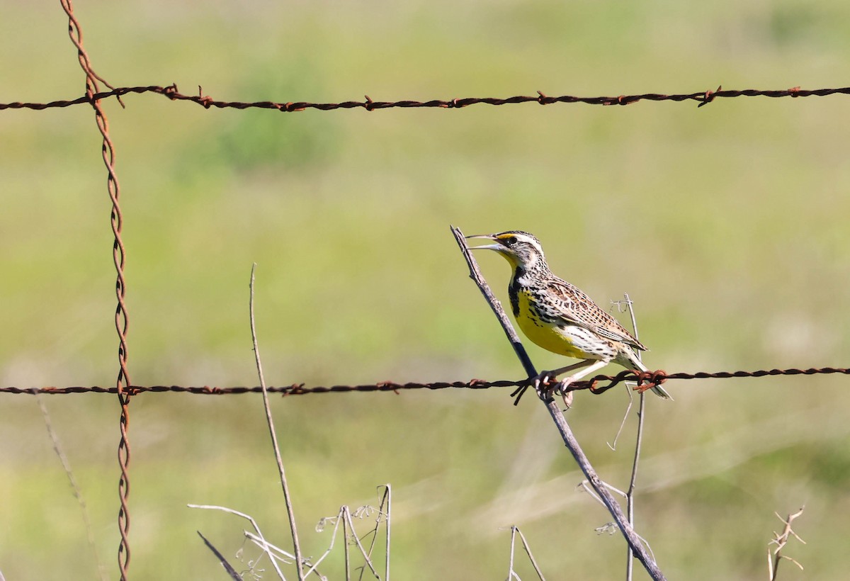 Western Meadowlark - ML646669290