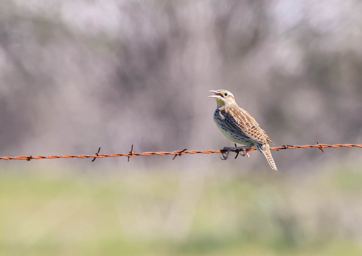 Western Meadowlark - ML646669291