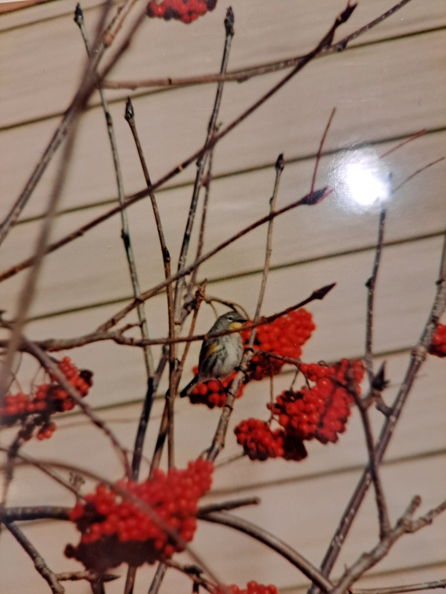 Yellow-rumped Warbler (Audubon's) - ML646669292