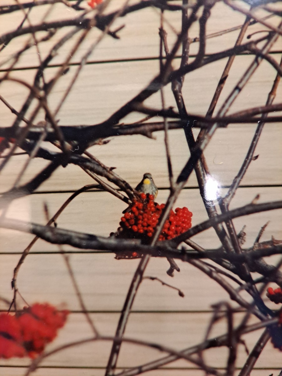 Yellow-rumped Warbler (Audubon's) - ML646669293