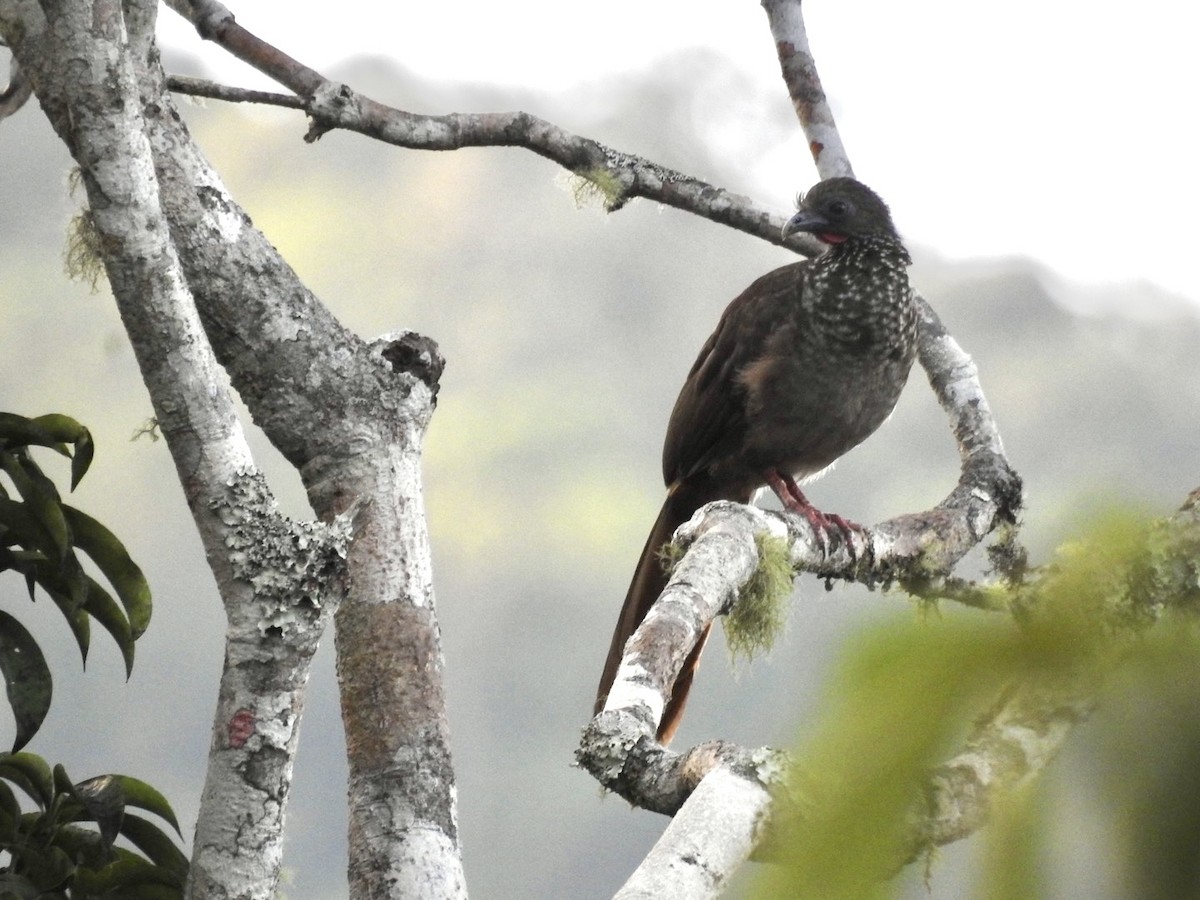 buskhokko - ML646669294