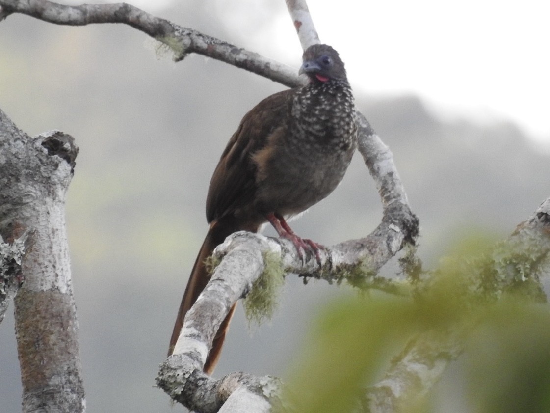 buskhokko - ML646669295