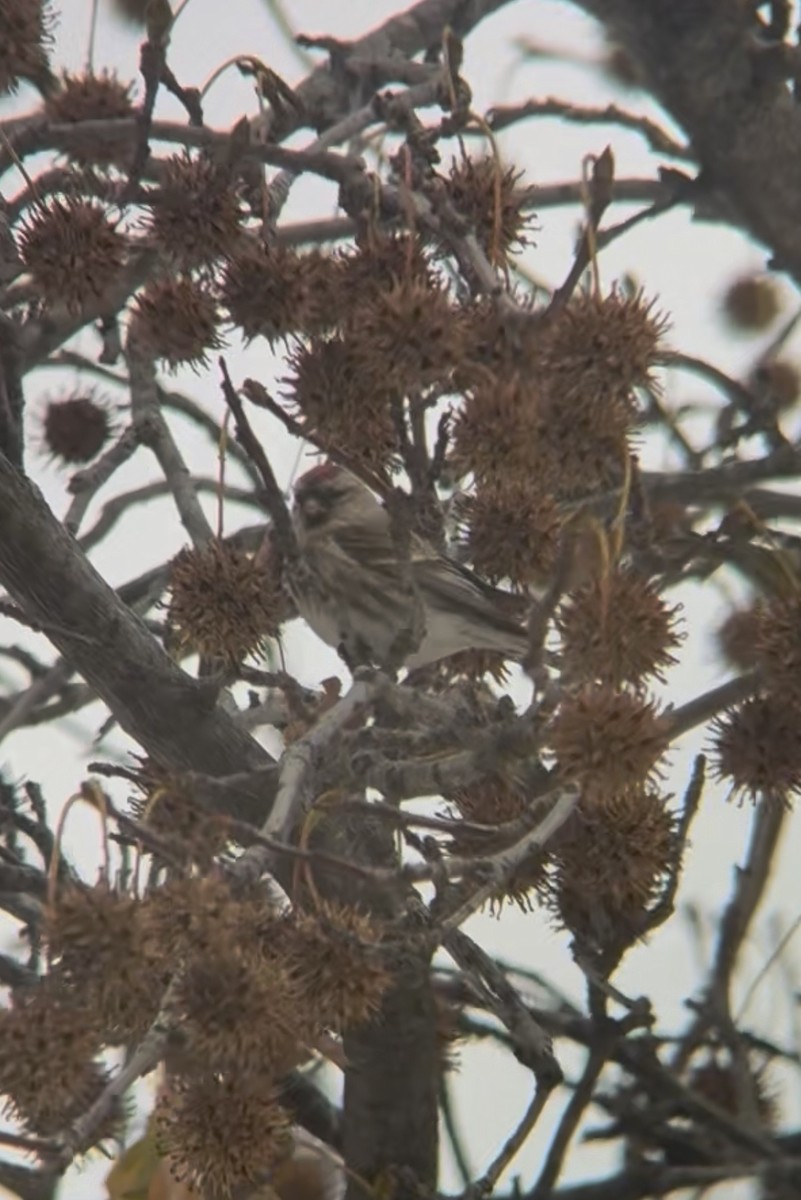 Redpoll (Common) - ML646669300