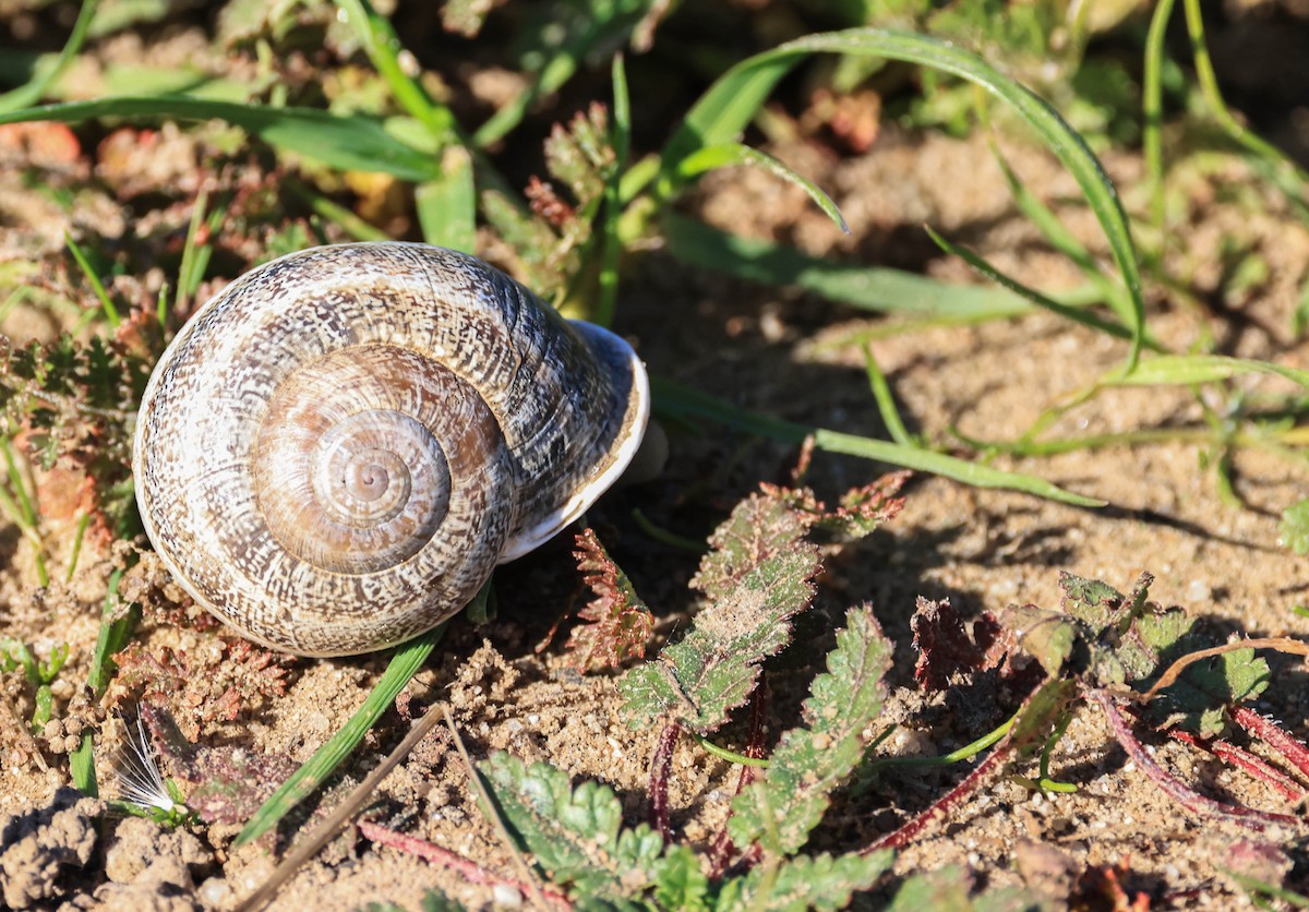 乳色耳形螺 (乳狀耳形螺) - ML646669301