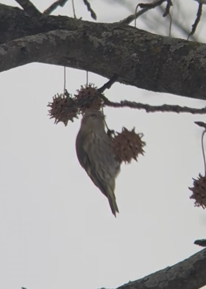 Сосновый чиж (green morph) - ML646669302