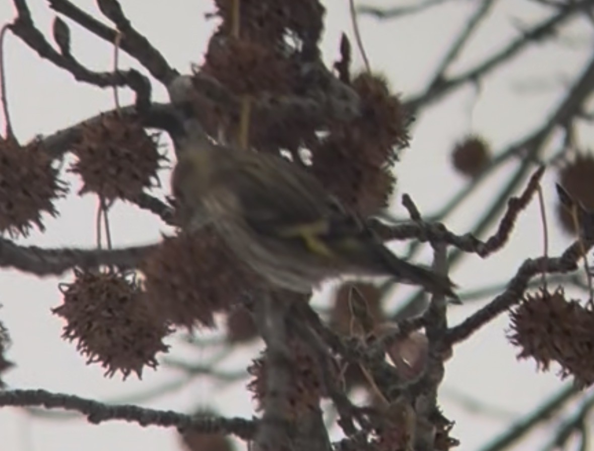 Сосновый чиж (green morph) - ML646669303