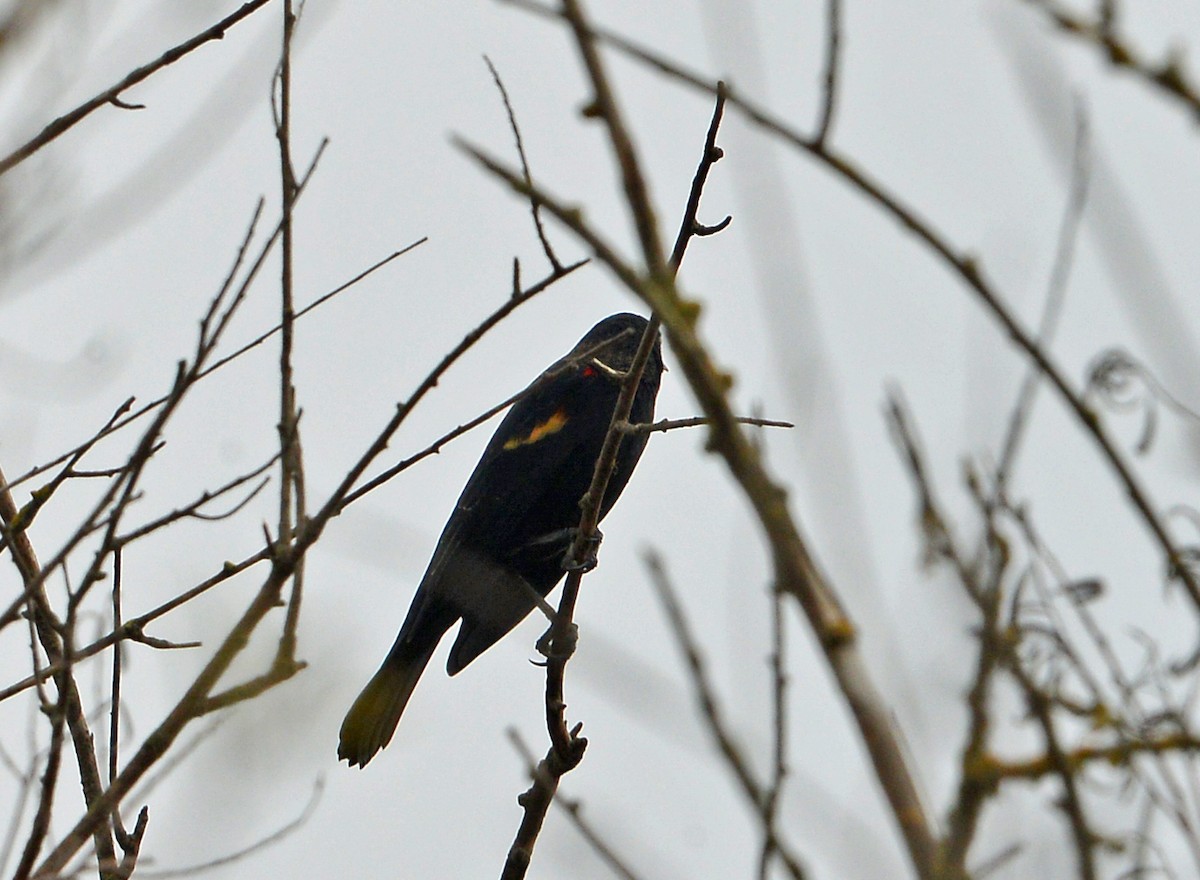 Red-winged Blackbird - ML646669304