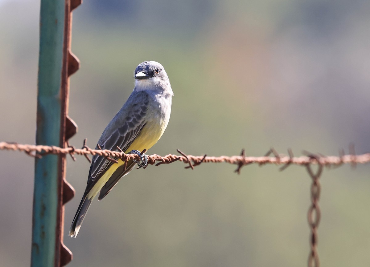 Cassin's Kingbird - ML646669305