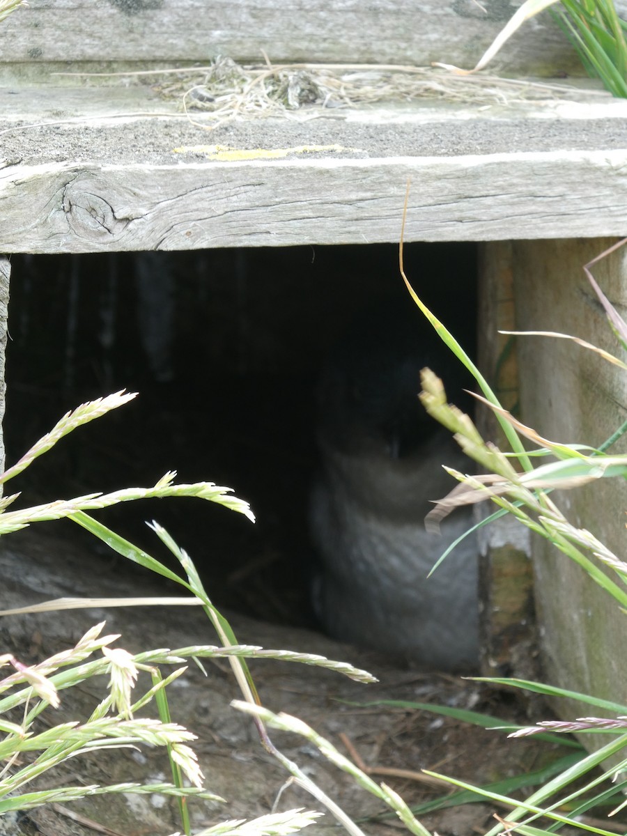 Little Penguin - ML646669306