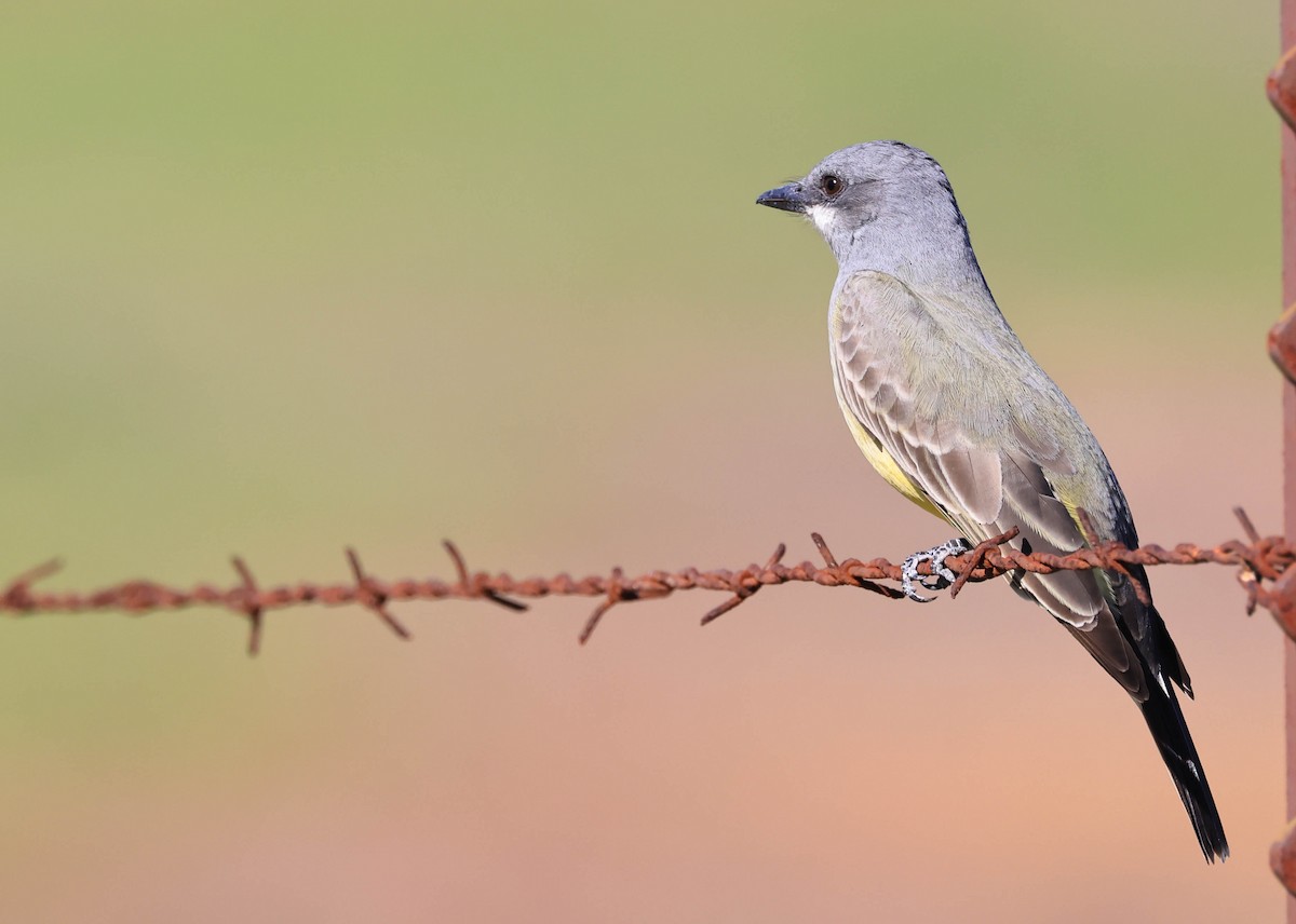 Cassin's Kingbird - ML646669307