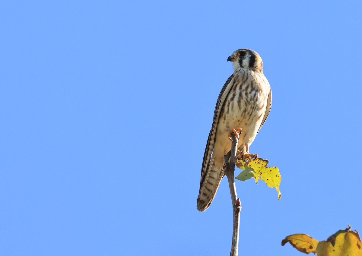 American Kestrel - ML646669312