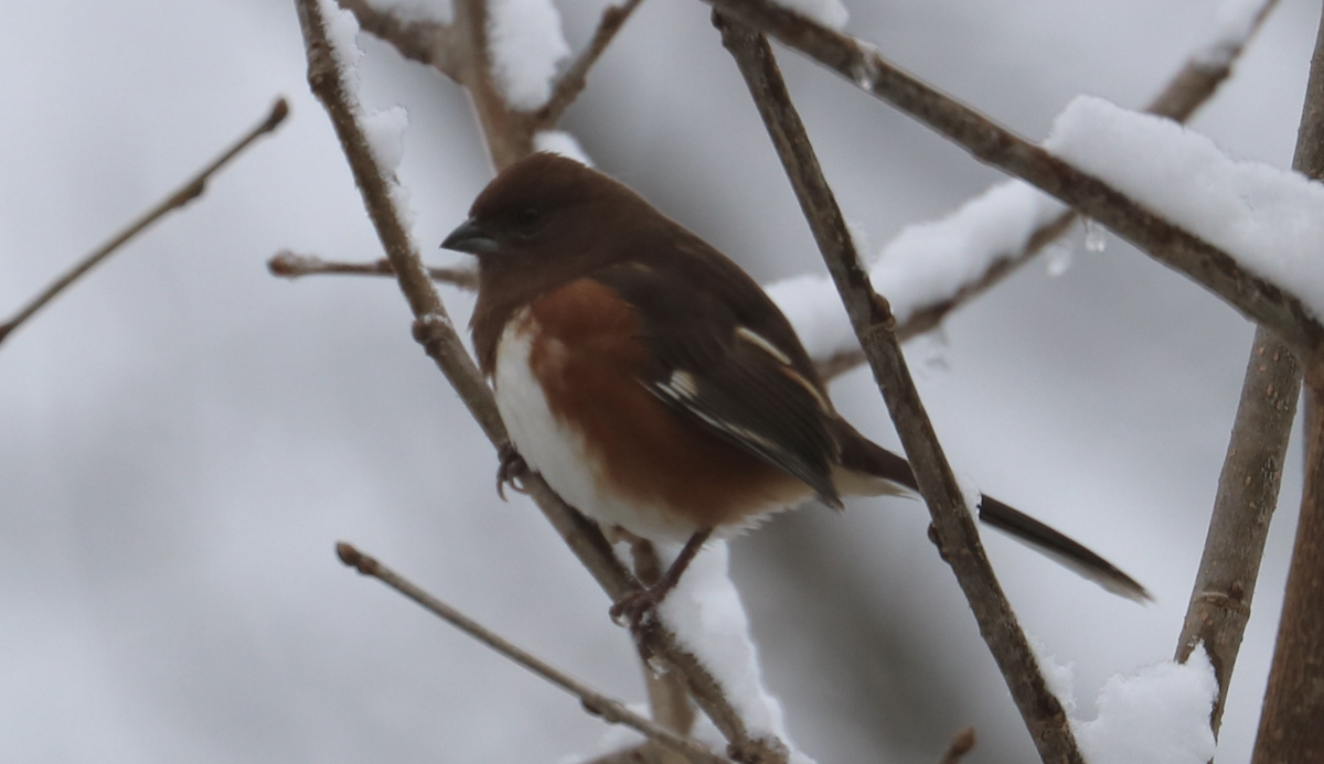 Tohi à flancs roux - ML646669315