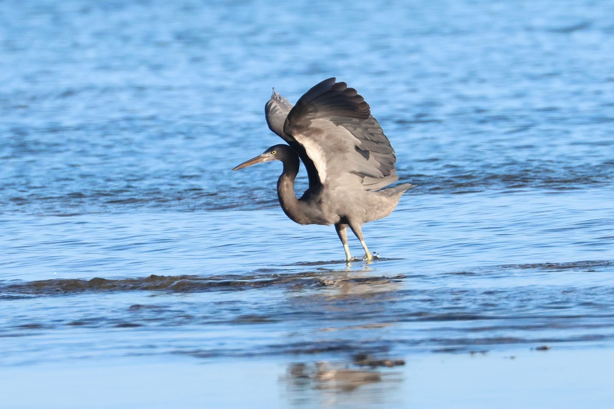 Pacific Reef-Heron - ML646669320