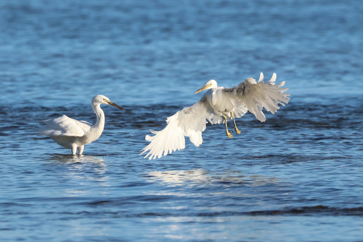 Pacific Reef-Heron - ML646669321