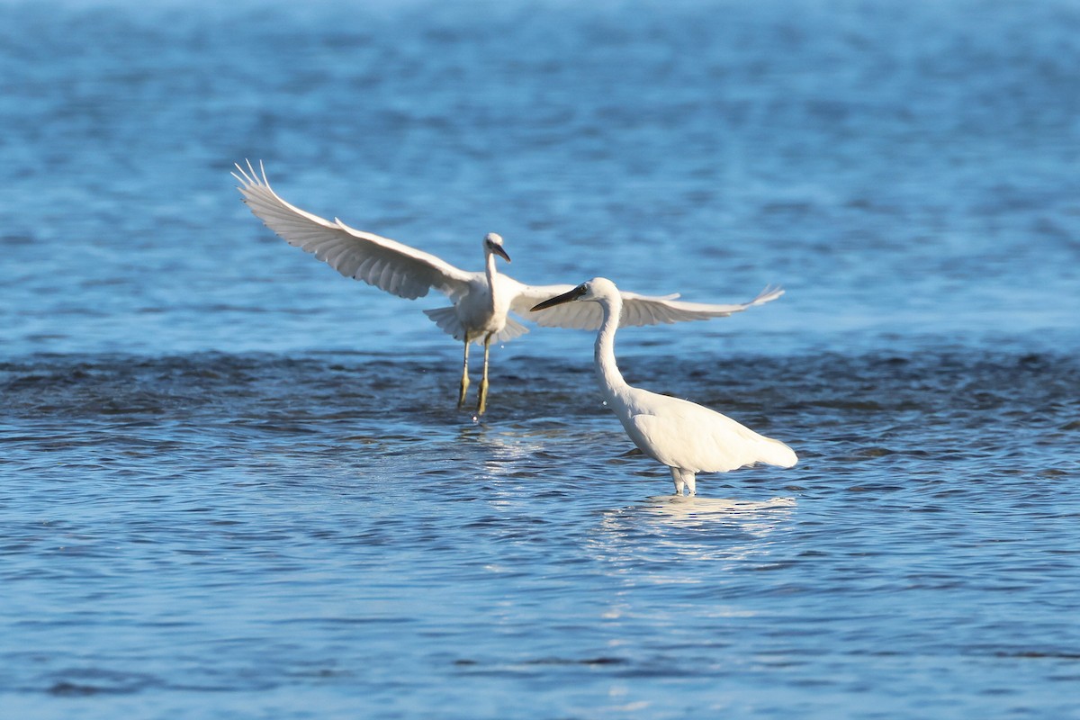 Pacific Reef-Heron - ML646669322