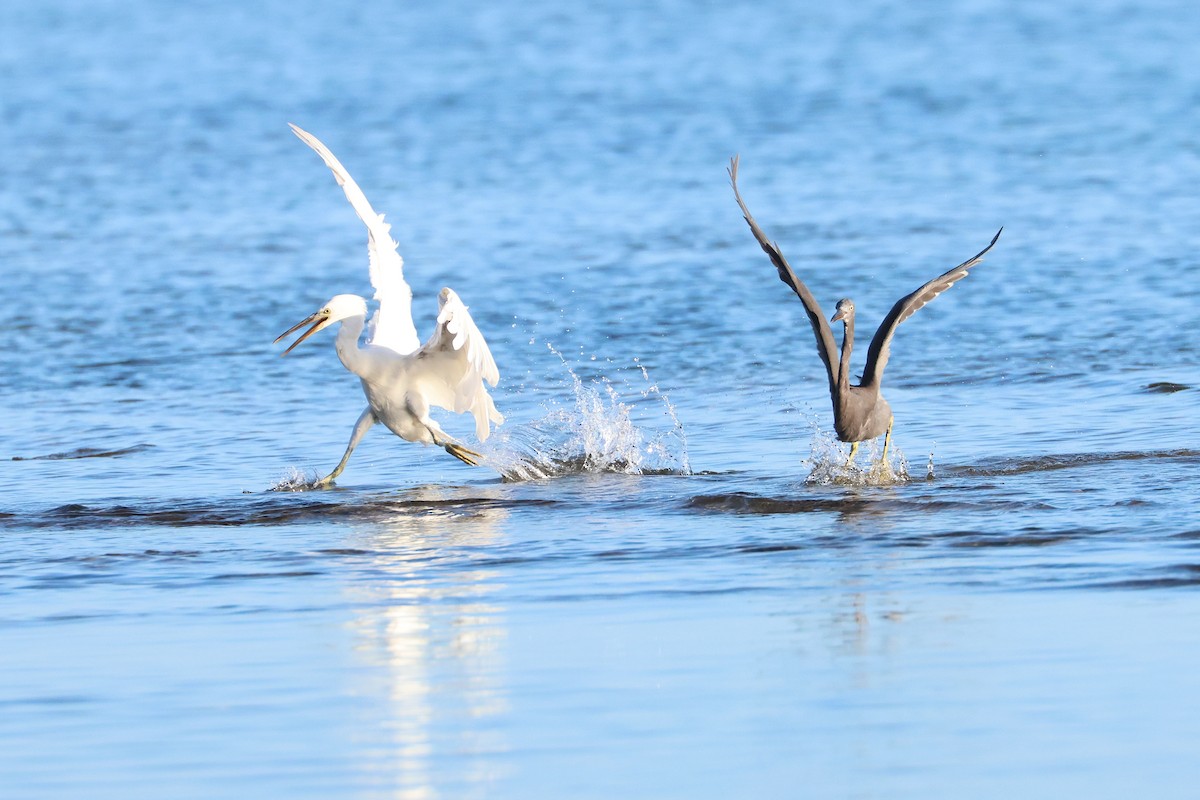 Pacific Reef-Heron - ML646669323