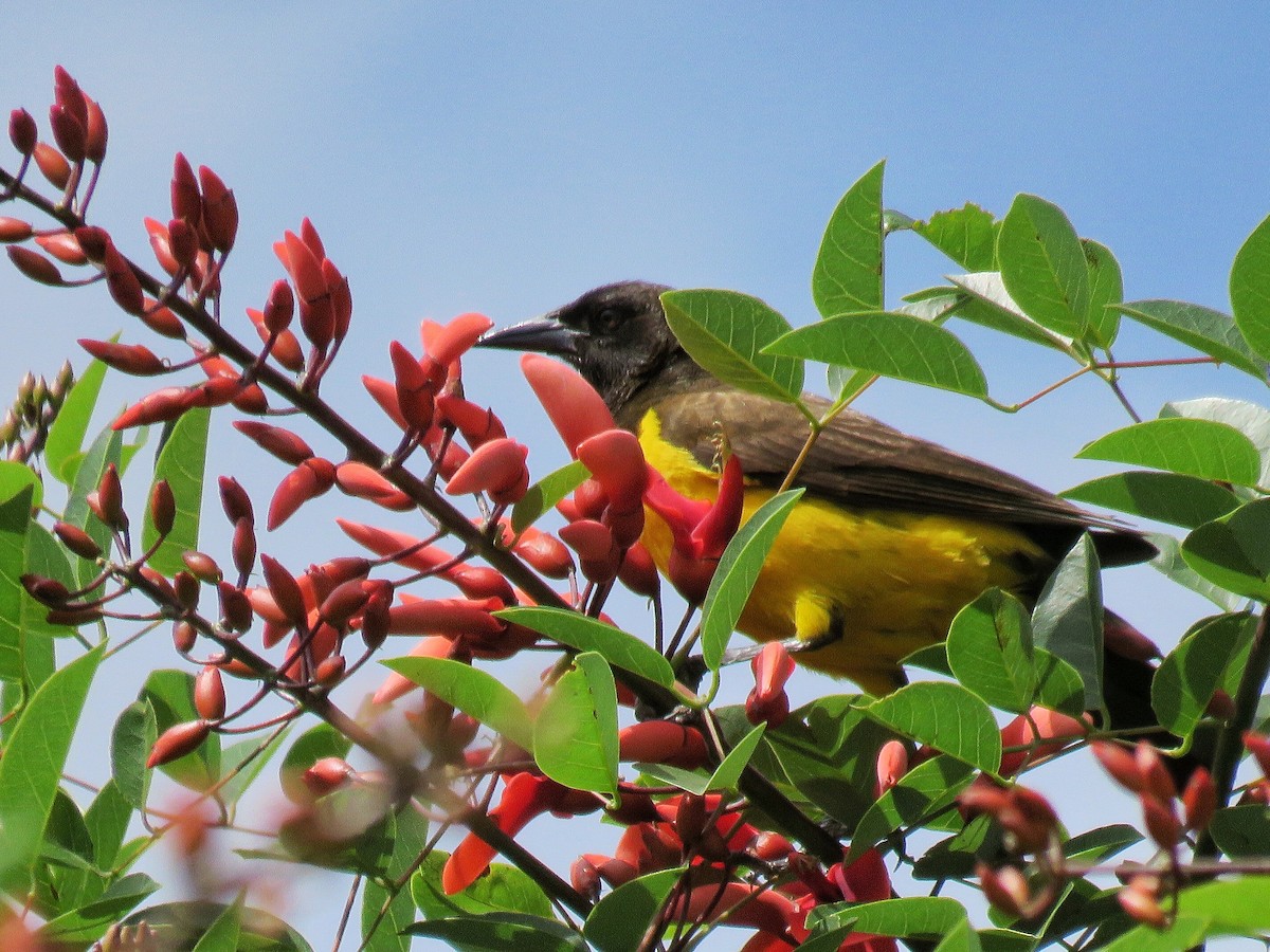 Мочарець жовтогузий - ML646669324