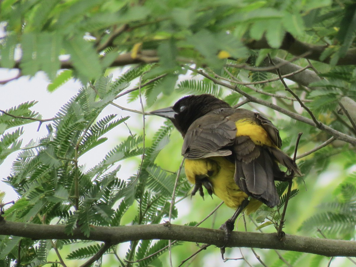 Мочарець жовтогузий - ML646669325