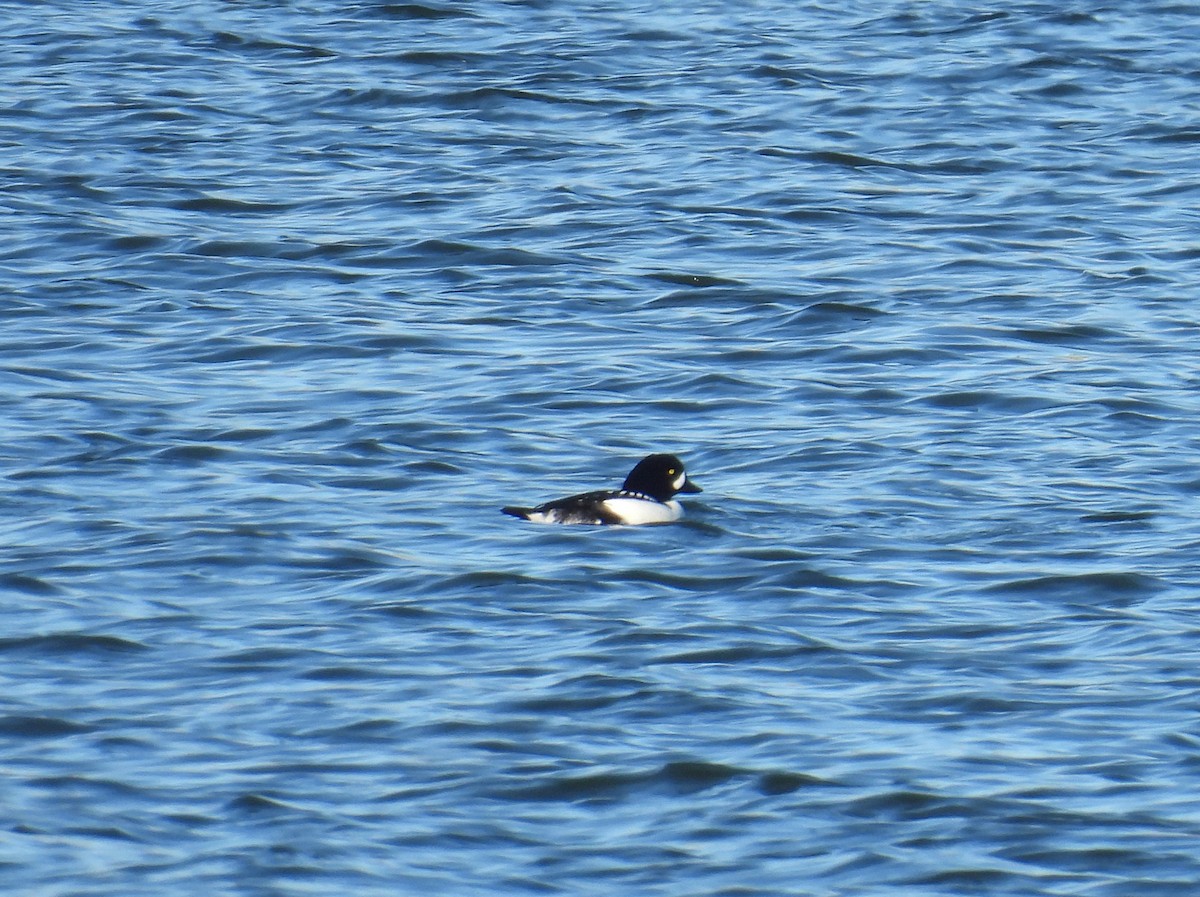 עבראש איסלנדי - ML646669329