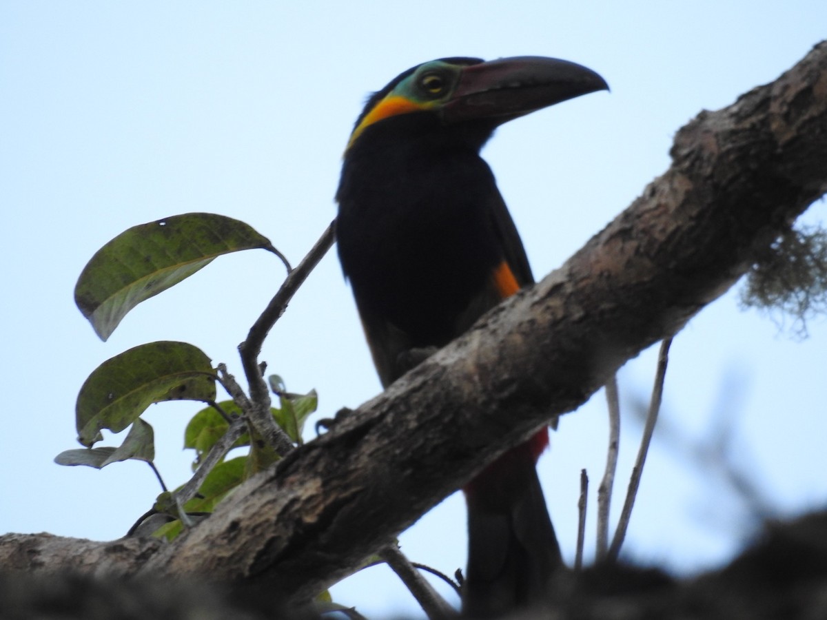 rødnebbtukan - ML646669333