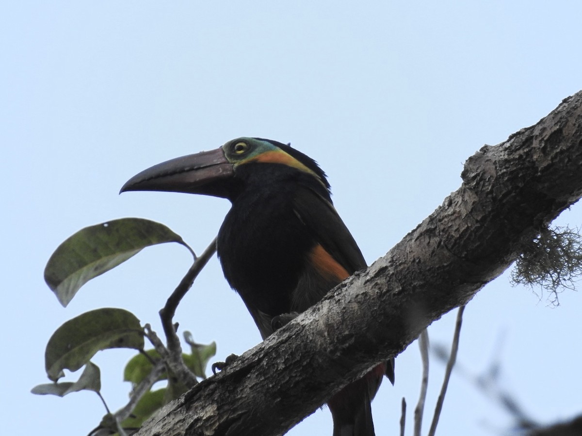 rødnebbtukan - ML646669334