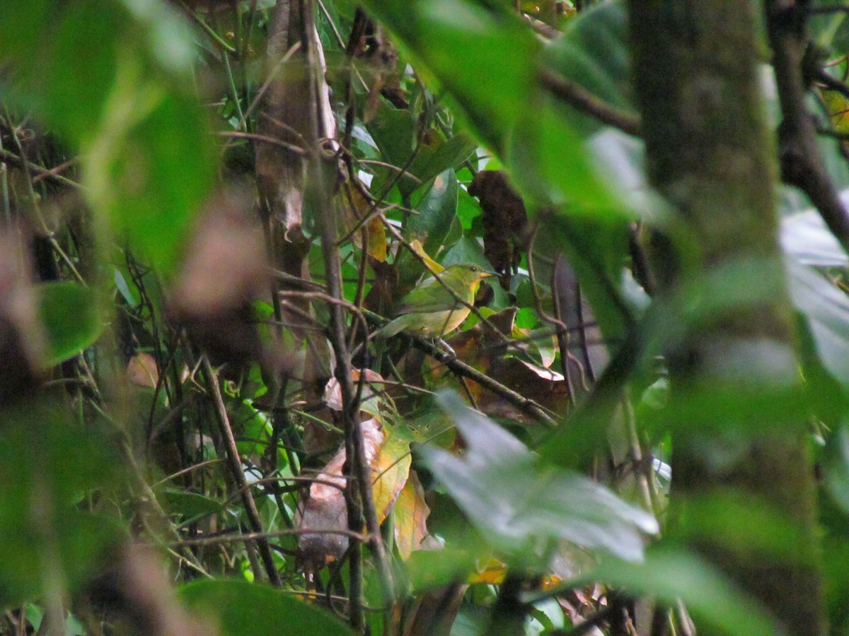 Green Honeycreeper - ML646669335