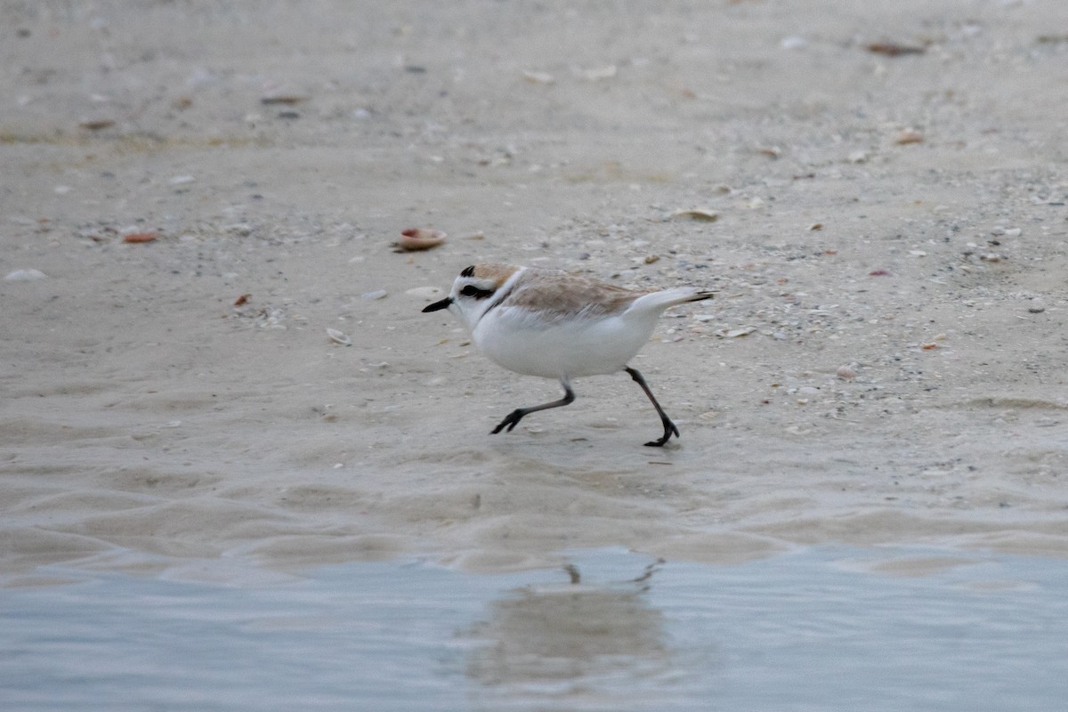 Karlı Cılıbıt - ML646669336