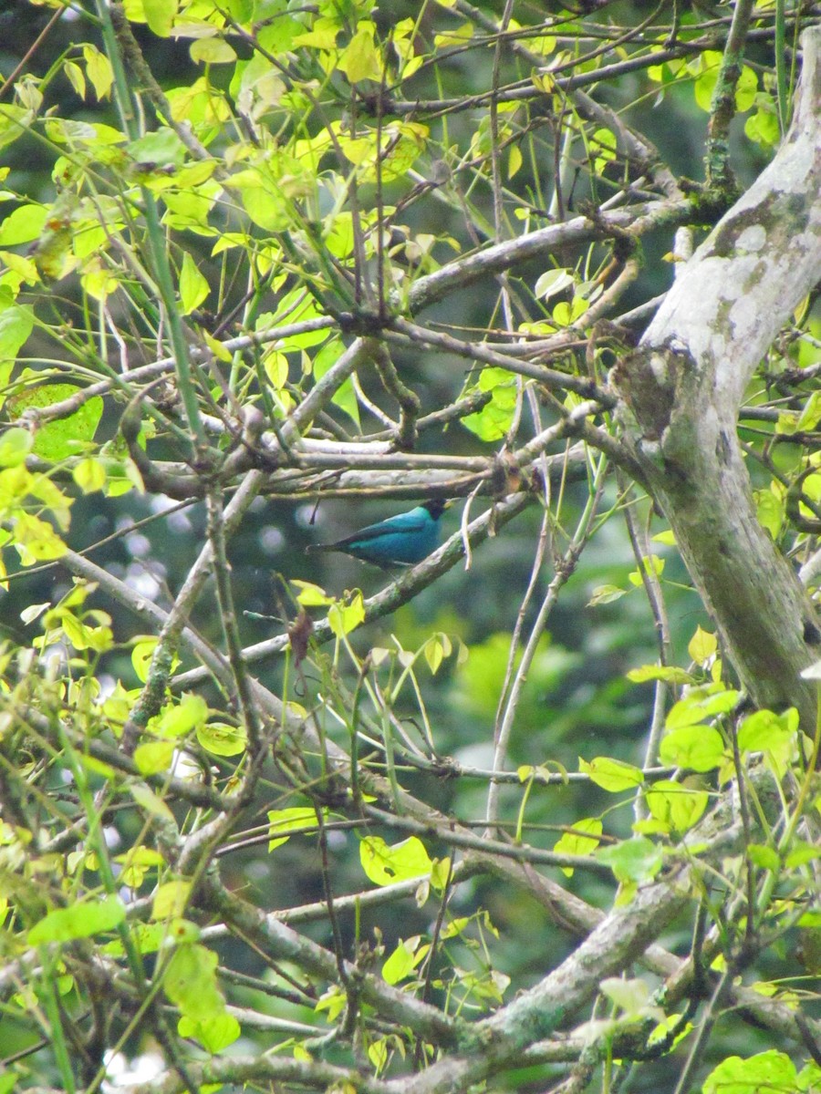 Green Honeycreeper - ML646669339