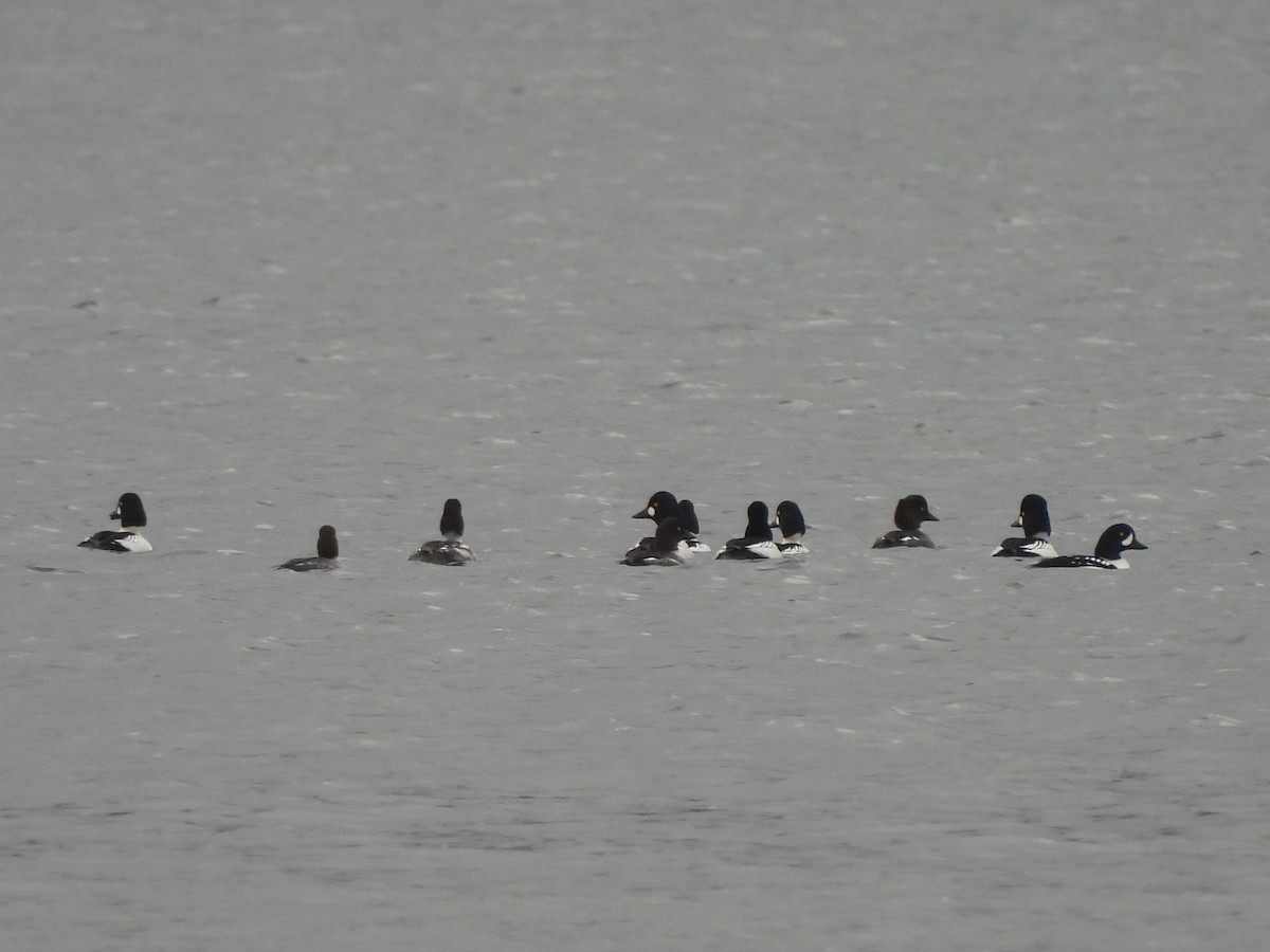 Common Goldeneye - ML646669340