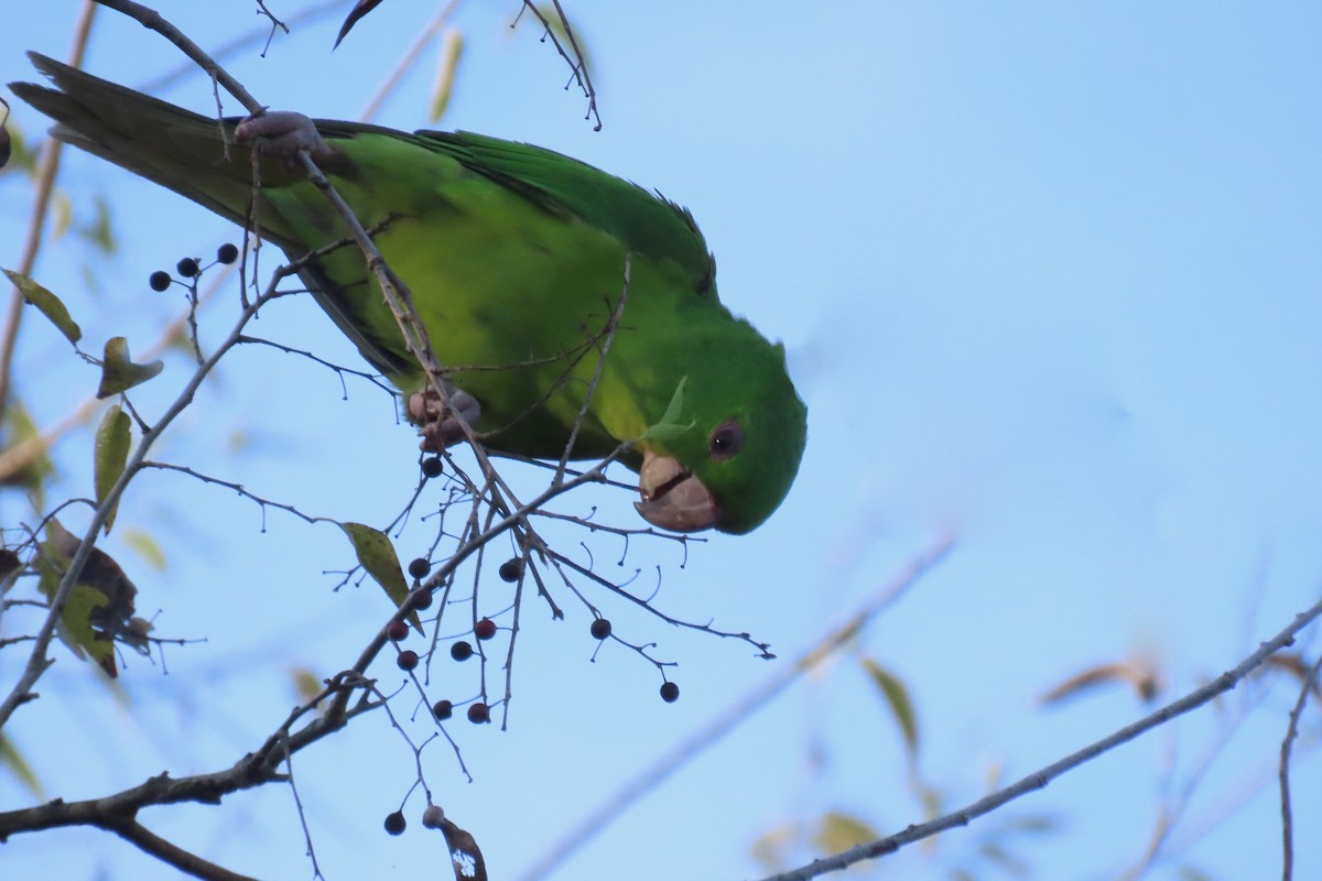 Meksika Yeşil Papağanı - ML646669341