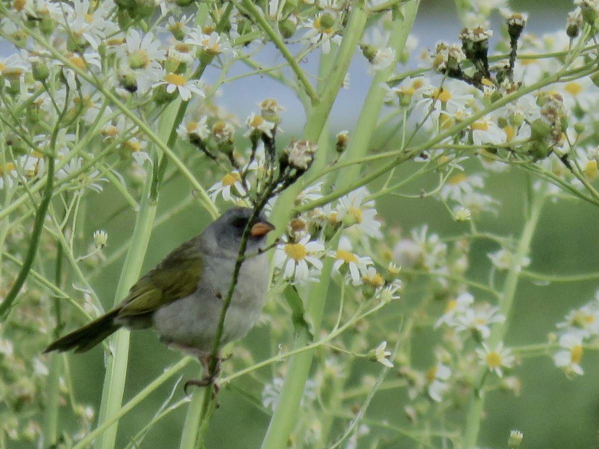 Пампасник великий - ML646669350