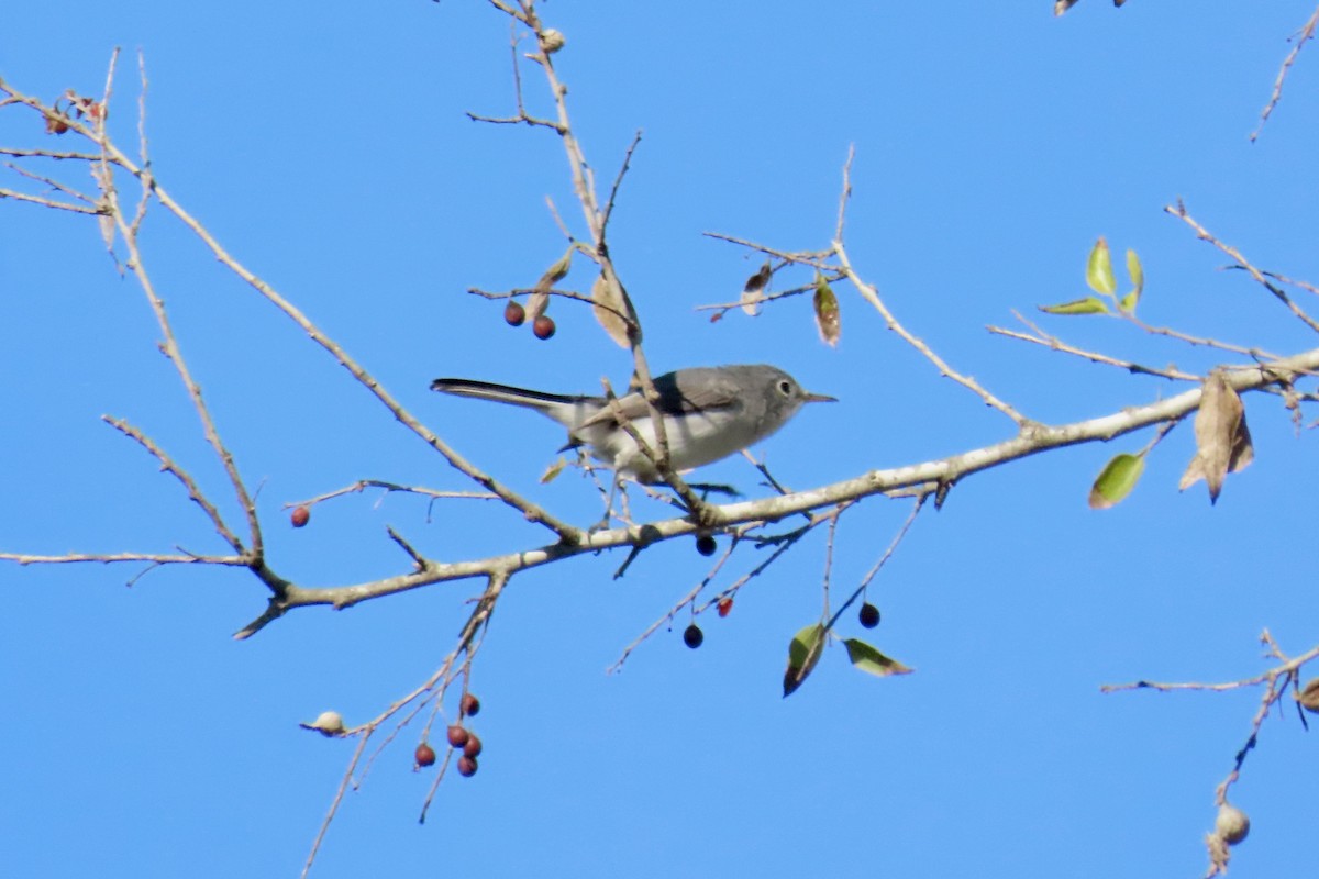 Gökrengi Bitkuşu - ML646669361