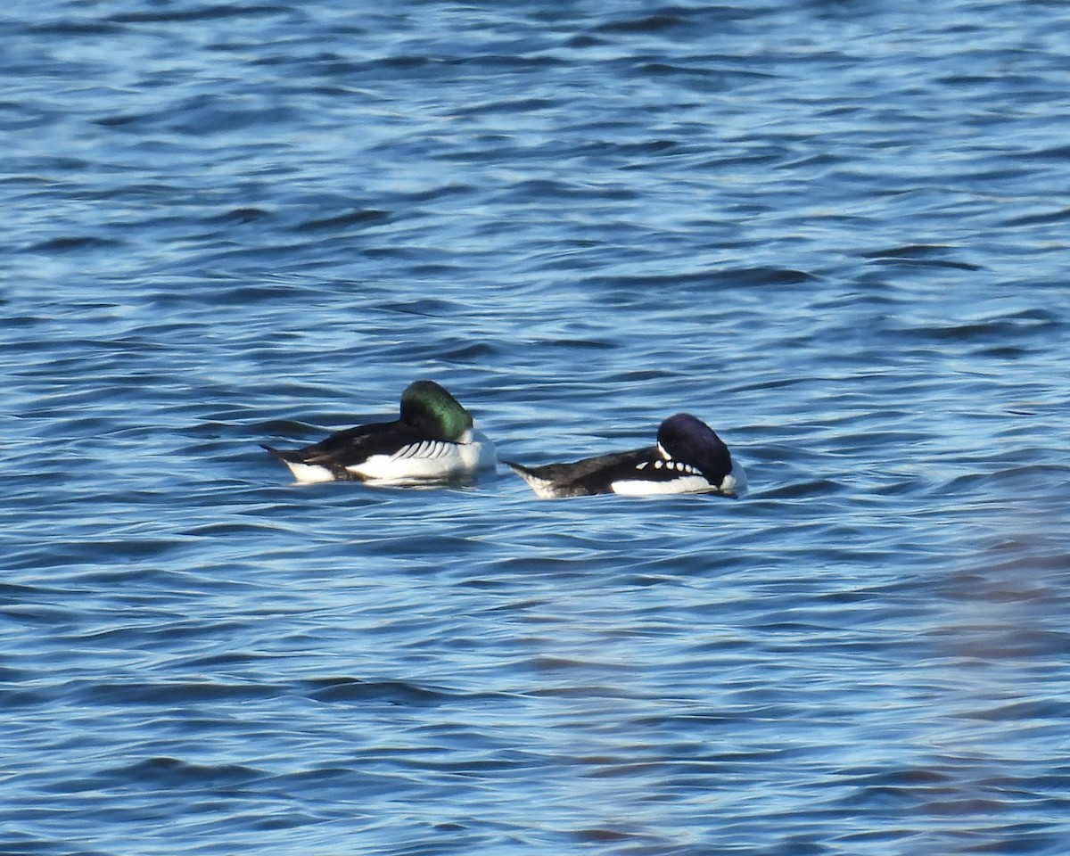 עבראש איסלנדי - ML646669367