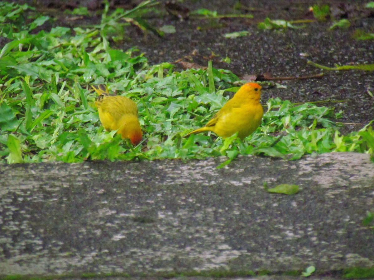Saffron Finch - ML646669368
