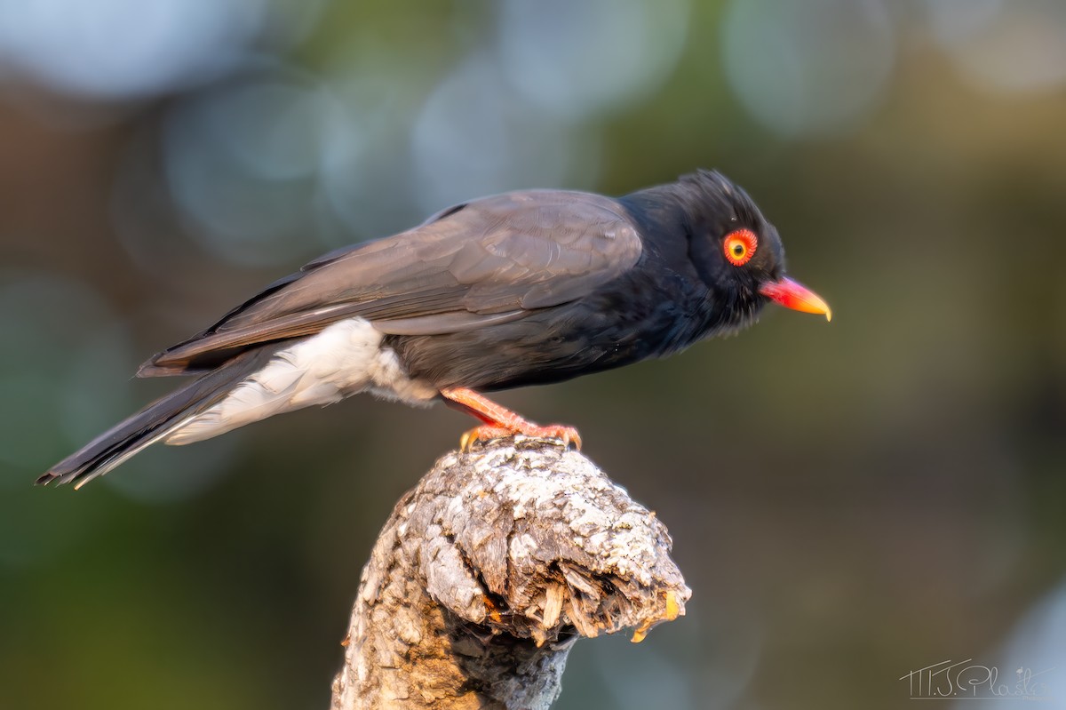 Retz's Helmetshrike - ML646669369