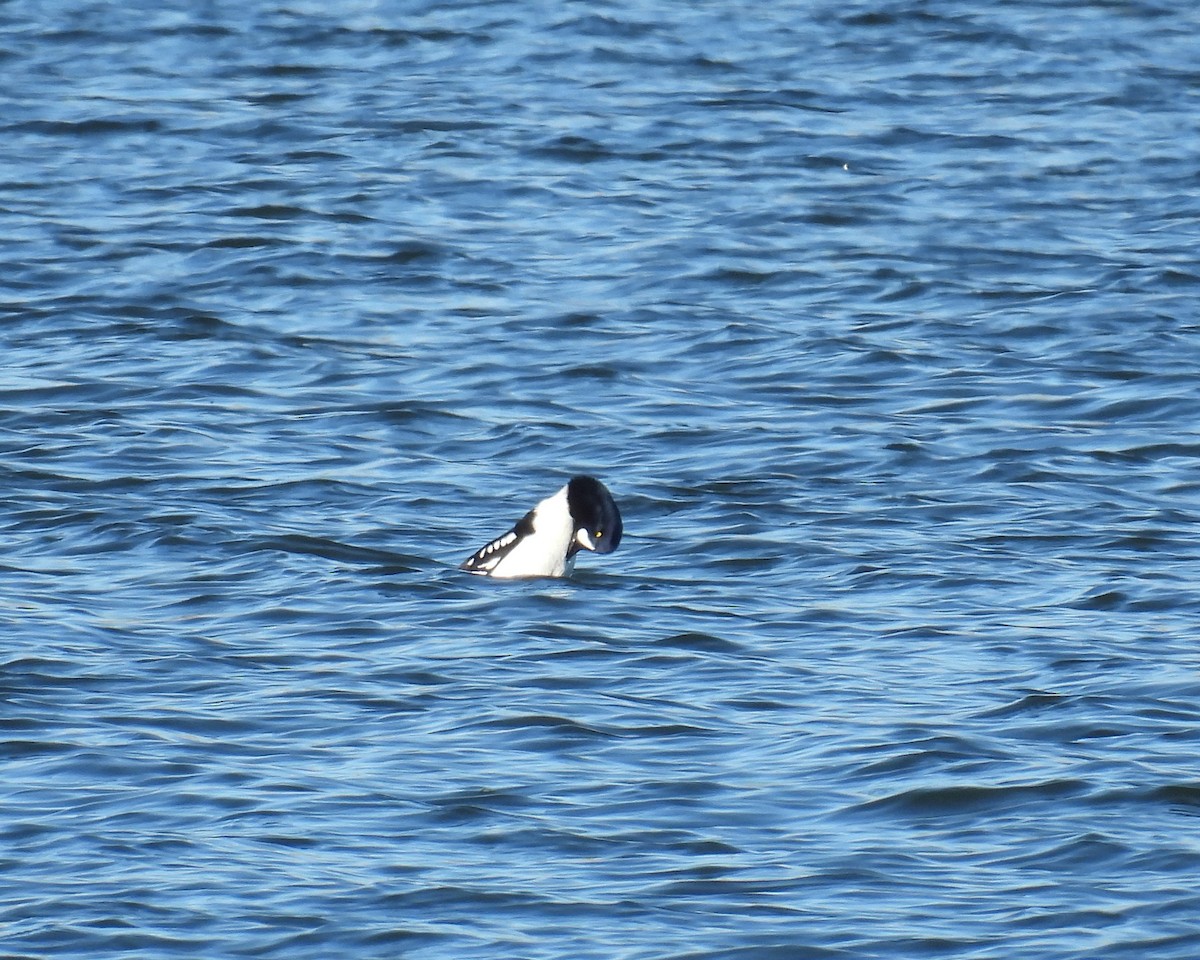 עבראש איסלנדי - ML646669370