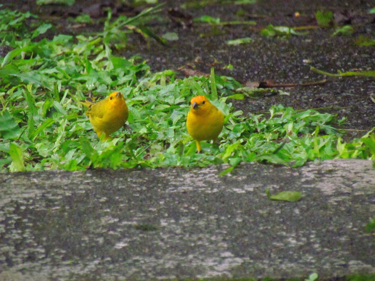 Saffron Finch - ML646669371